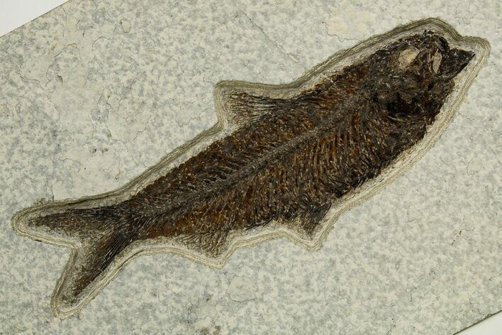 Detailed Fossil Fish (Knightia) - Wyoming #327801